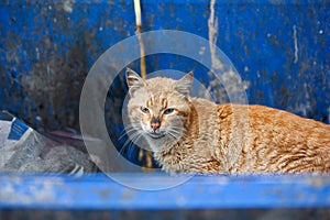 Homeless stray dirty ginger cat sitting on trash bin, searching for food in garbage container, looking at camera