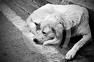 Homeless stray dog