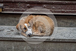 Homeless stray dog photo