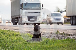 Homeless stray dog on the road, highway