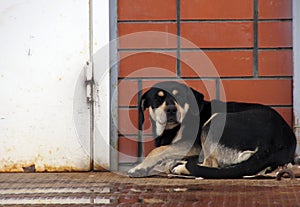 homeless stray dog sleeping on the street