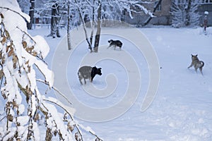 Homeless stray dogs frolic and play in the snow. Free dogs in city park in winter. Freedom, purity, the first snow