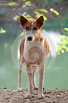 Homeless stray Thai dog