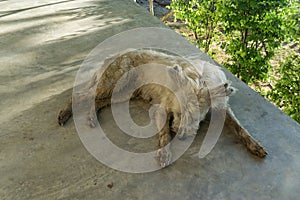 Homeless stray thai dog sit on the countryside way near the beach