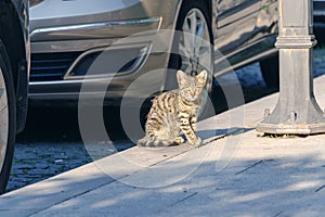 Homeless street cat among the cars