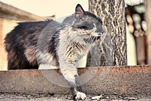 Sin hogar calles gato. banco de fotos tipo foto de deambular punteado gato. sucio gato. de proteccion deambular los animales. abandonado 