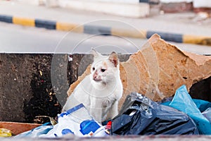 Homeless street cat is looking for food in the trash container. White stray cat in garbage bin. Concept of protecting homeless