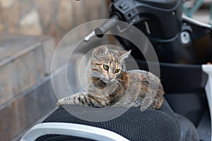 Homeless street gray striped mongrel cat lies on seat of motorcycle moped on street in city of Antalya  Turkey