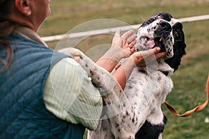 Homeless sweet alabai dog playing with person in summer park. Big adorable black and white  dog, central asian shepherd,  on a