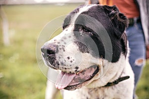 Homeless sweet alabai dog walking with person in summer park. Big adorable black and white  dog, central asian shepherd,  on a