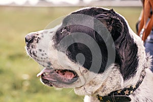 Homeless sweet alabai dog walking with person in summer park. Big adorable black and white  dog, central asian shepherd,  on a