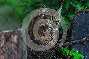 A homeless tabby cat sits behind a fence and looks with bright green eyes. on a dark background