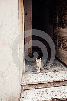 A homeless tabby cat is sitting in an entrance near an open door