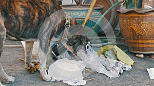 Homeless, Thin and Hungry Dog Rummages in a Garbage can on the Street. Asia, Thailand