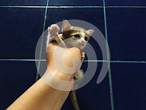 Homeless tiny kitten in the hand in front of blue tile background