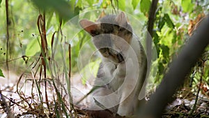 Homeless Tricolor Cat Washes, Hiding in the Dry Grass Among the Foliage. 4K