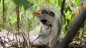 Homeless Tricolor Cat Washes, Hiding in the Dry Grass Among the Foliage. 4K