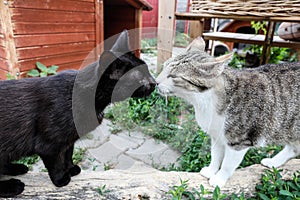 Homeless two cats in shelter