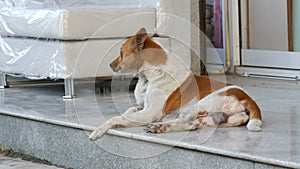 Homeless two-colored dog lies under a furniture store