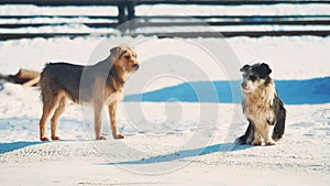 Homeless two dogs winter coldly. homeless animals pets problem. small black and white dog in the snow lifestyle