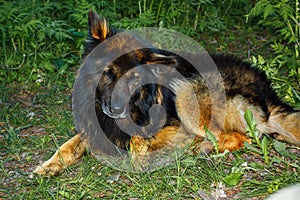 Homeless wandering shaggy dog lying on the green grass