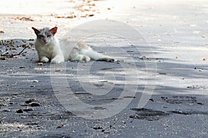 Homeless white cat sitting on black sand beach (Pantai pasir hitam)