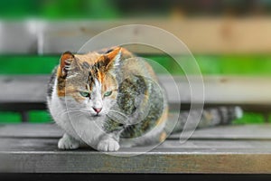 A homeless white-red cat sits on a bench against a background of green grass