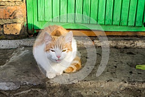 Homeless white-red kitten sitting on the ground and begging to t