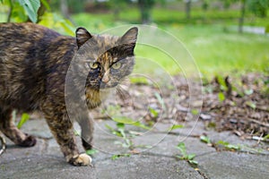 Homeless wild beast cat with an incredulous look preparing to run