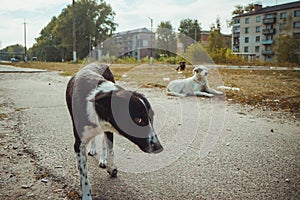 Homeless wild dog in old radioactive zone in Pripyat city - abandoned ghost town after nuclear disaster. Chernobyl