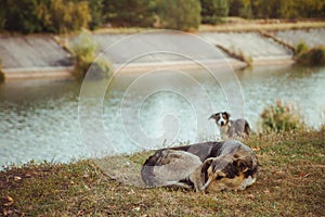 Homeless wild dog in old radioactive zone in Pripyat city - abandoned ghost town after nuclear disaster. Chernobyl