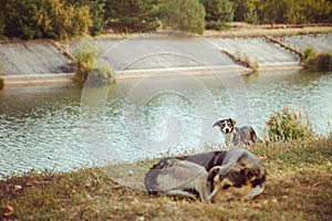 Homeless wild dog in old radioactive zone in Pripyat city - abandoned ghost town after nuclear disaster. Chernobyl