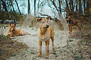 Homeless wild dog in old radioactive zone in Pripyat city - abandoned ghost town after nuclear disaster. Chernobyl