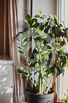 Homeliness: a large houseplant on the windowsill