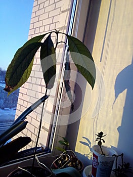 Homemade avacado plant on the window