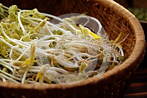 Homemade bean sprouts for food safety, germinate of green beans