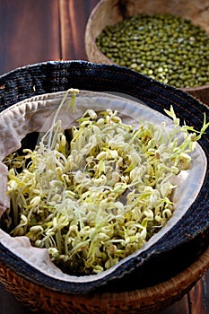 Homemade bean sprouts for food safety, germinate of green beans