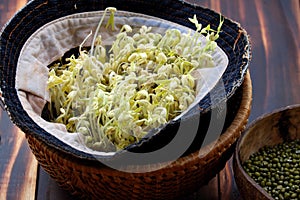 Homemade bean sprouts for food safety, germinate of green beans photo