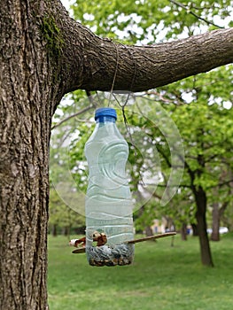 A homemade bird feeder made out of a plastic bottle filled with bird seed - hanging on the tree