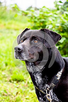 A homemade black dog on a leash.