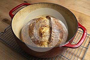 Homemade boule round loaf of freshly baked sourdough bread in a red Dutch oven