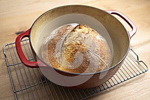 Homemade boule round loaf of freshly baked sourdough bread in a red Dutch oven