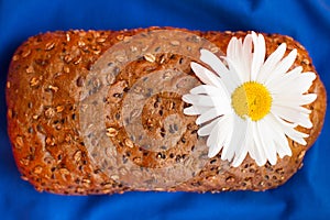 Homemade bread with cereals and chamomille on a blue background