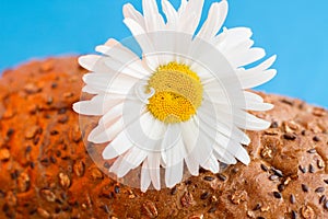 Homemade bread with cereals and chamomille and fresh egg on a blue background