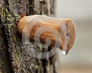 Wooden spile to tap maple tree for sap to make maple syrup photo