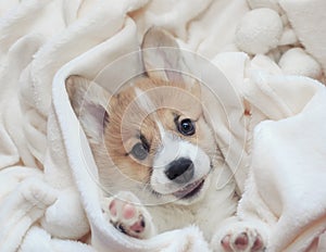 homemade corgi puppy lies in a white fluffy blanket funny sticking out his face and paws