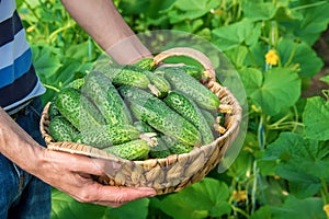 Homemade cucumber cultivation and harvest in the hands of men.