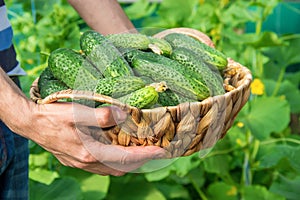 Homemade cucumber cultivation and harvest in the hands of men.
