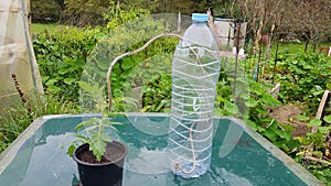 homemade drip irrigation system with a recycled plastic bottle and string