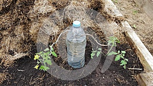 homemade drip irrigation system for tomato cultivation in raised wooden beds